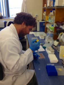 Processing samples at the lab involved learning new laboratory skills this year. Here, Stuart can be seen pipetting blood samples onto a test plate.