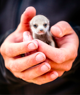 meerkat manor whiskers