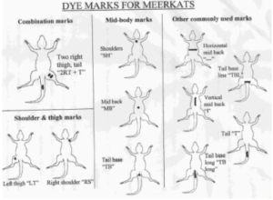 dye-marks