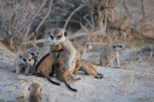 Peppina babysitting the Dec '16 Baobab mixed litter